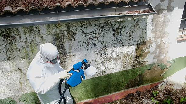 Mold Removal service in Long Branch